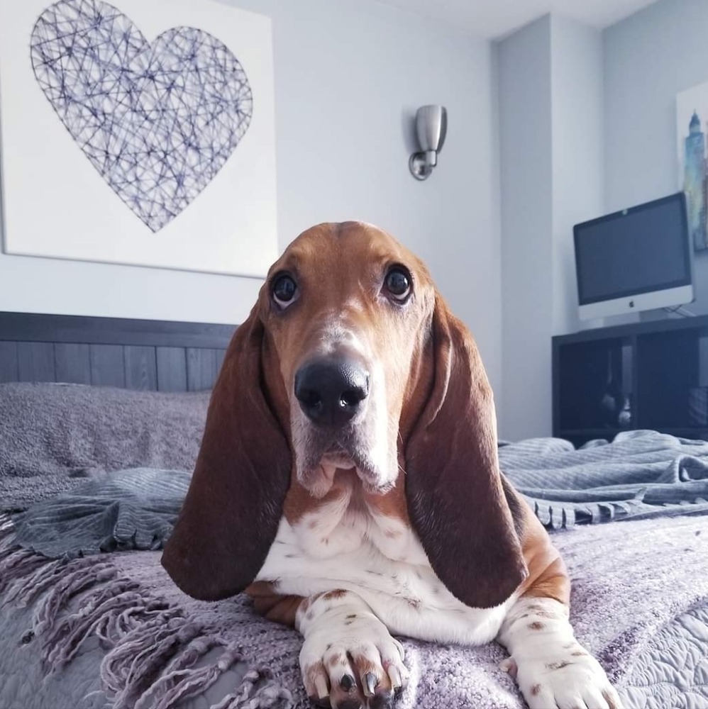 Meet your Posher, Norman basset boy